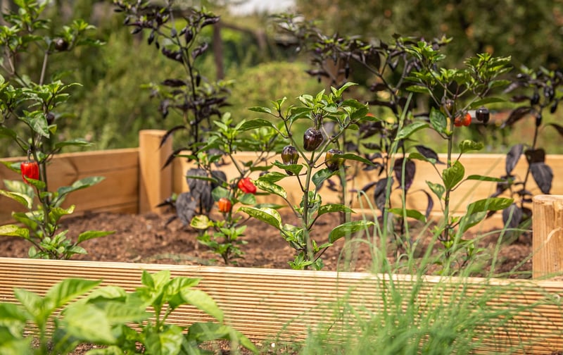 Raised Beds