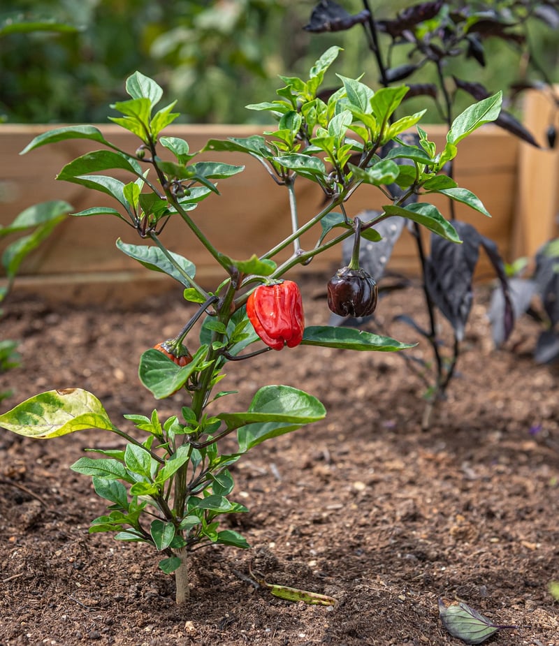 Raised Bed Garden