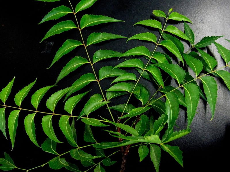 Neem Tree